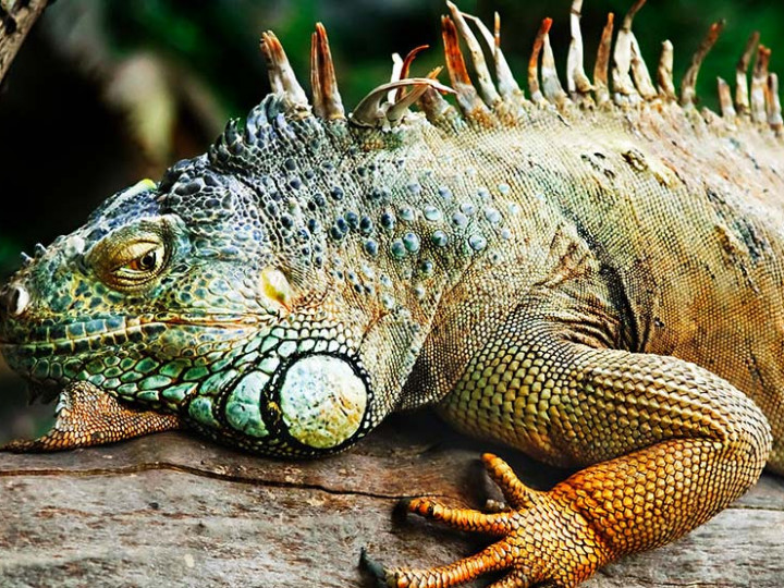 Detail Gambar Hewan Iguana Nomer 2