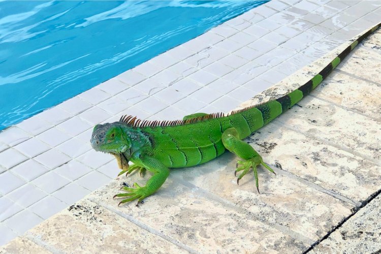 Detail Gambar Hewan Iguana Nomer 22