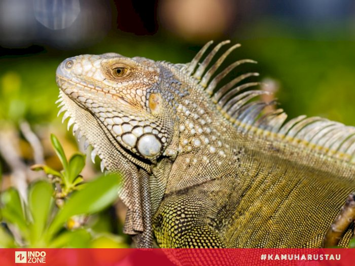 Detail Gambar Hewan Iguana Nomer 5