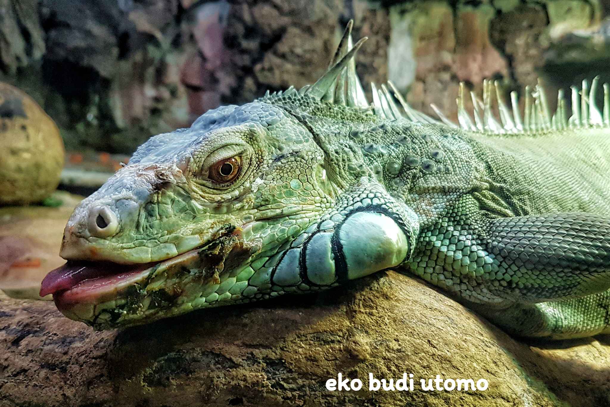 Detail Gambar Hewan Iguana Nomer 49