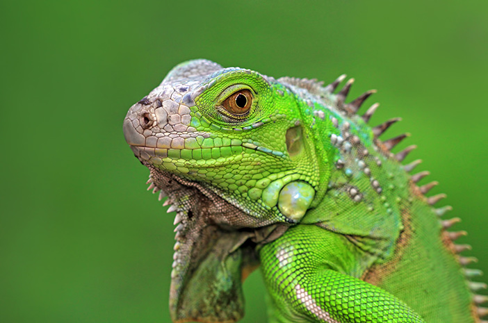 Detail Gambar Hewan Iguana Nomer 7