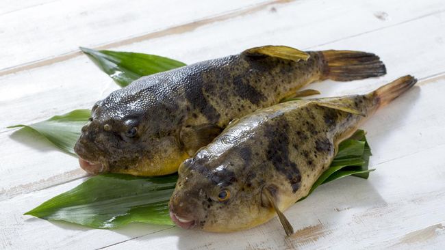 Gambar Hewan Ikan Yg Bisa Dimakan - KibrisPDR