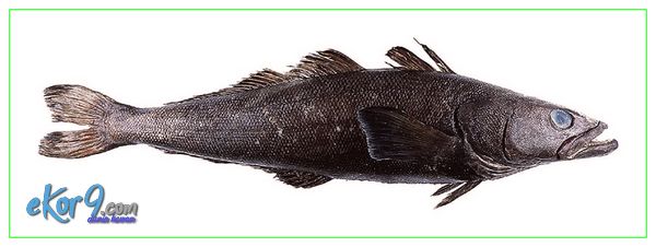 Detail Gambar Hewan Ikan Yg Bisa Dimakan Nomer 30