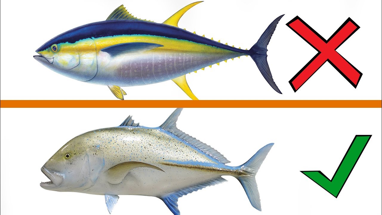 Detail Gambar Hewan Ikan Yg Bisa Dimakan Nomer 32