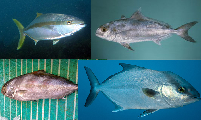 Detail Gambar Hewan Ikan Yg Bisa Dimakan Nomer 37