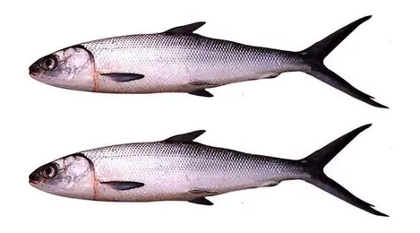 Detail Gambar Hewan Ikan Yg Bisa Dimakan Nomer 4