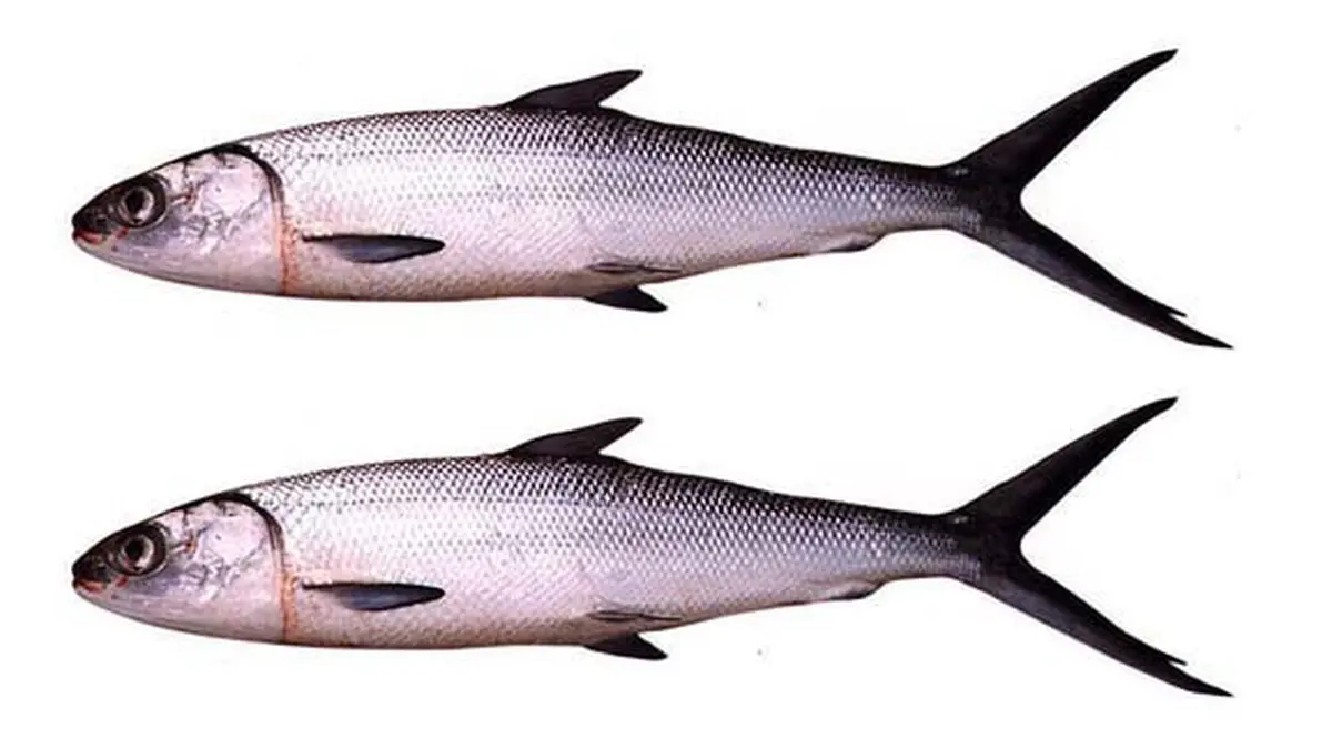 Detail Gambar Hewan Ikan Yg Bisa Dimakan Nomer 44