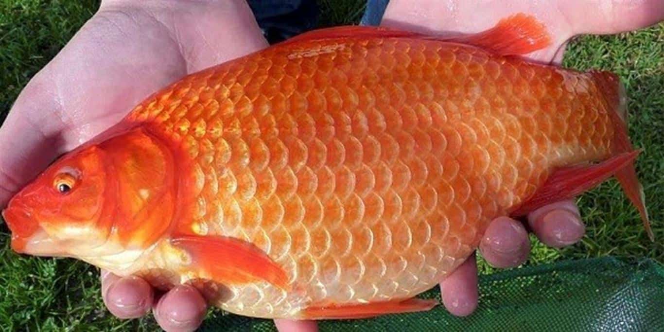 Detail Gambar Hewan Ikan Yg Bisa Dimakan Nomer 45