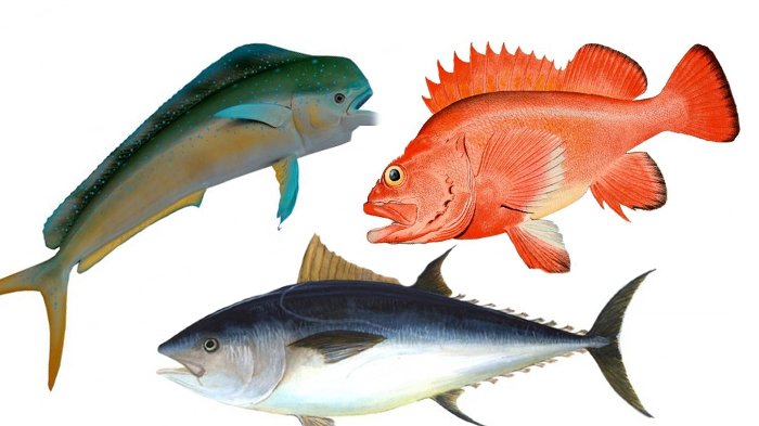 Detail Gambar Hewan Ikan Yg Bisa Dimakan Nomer 5