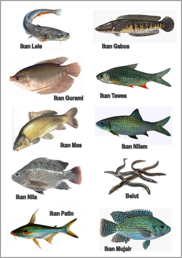 Detail Gambar Hewan Ikan Yg Bisa Dimakan Nomer 6