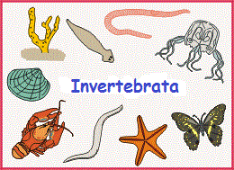 Detail Gambar Hewan Invertebrata Nomer 15