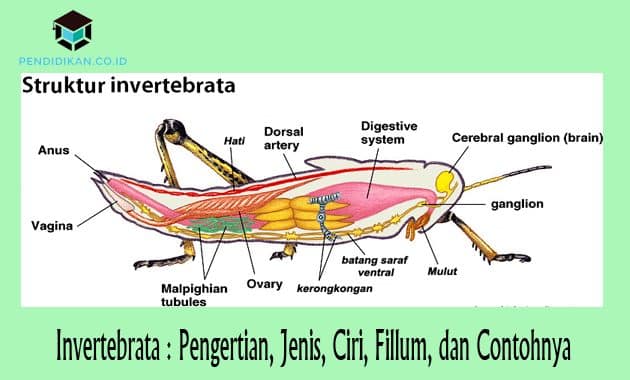 Detail Gambar Hewan Invertebrata Nomer 22