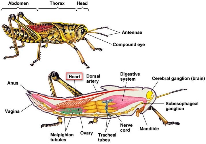 Detail Gambar Hewan Invertebrata Nomer 24