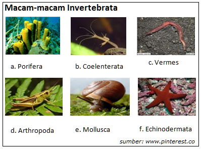 Detail Gambar Hewan Invertebrata Nomer 7