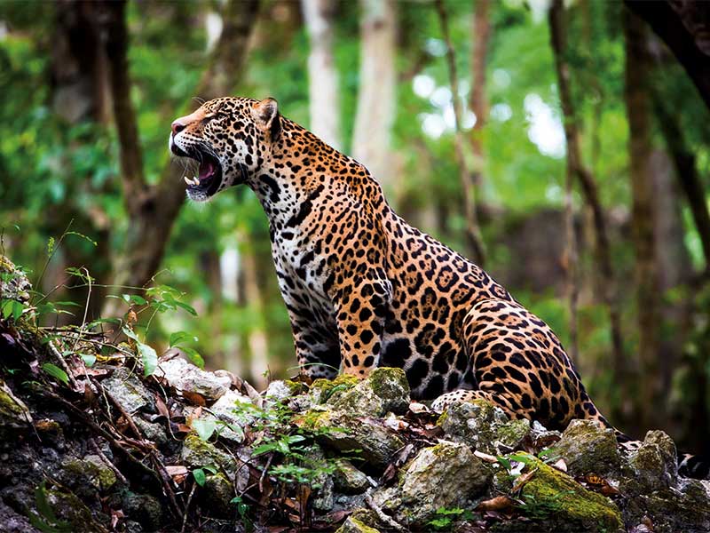 Detail Gambar Hewan Jaguar Nomer 15