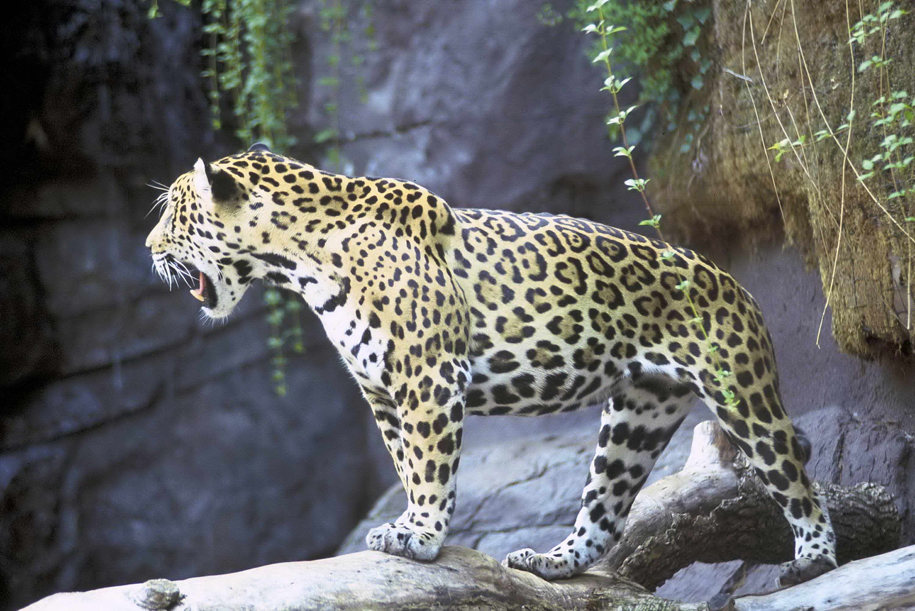 Detail Gambar Hewan Jaguar Nomer 18