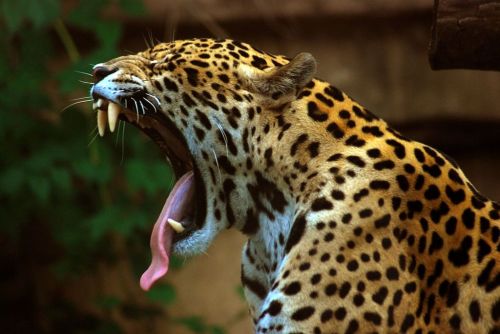 Detail Gambar Hewan Jaguar Nomer 19
