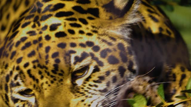 Detail Gambar Hewan Jaguar Nomer 24