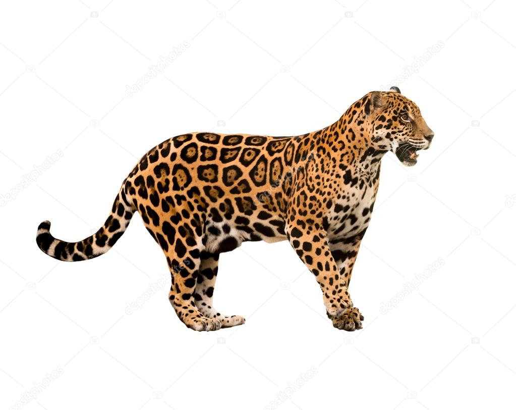 Detail Gambar Hewan Jaguar Nomer 25