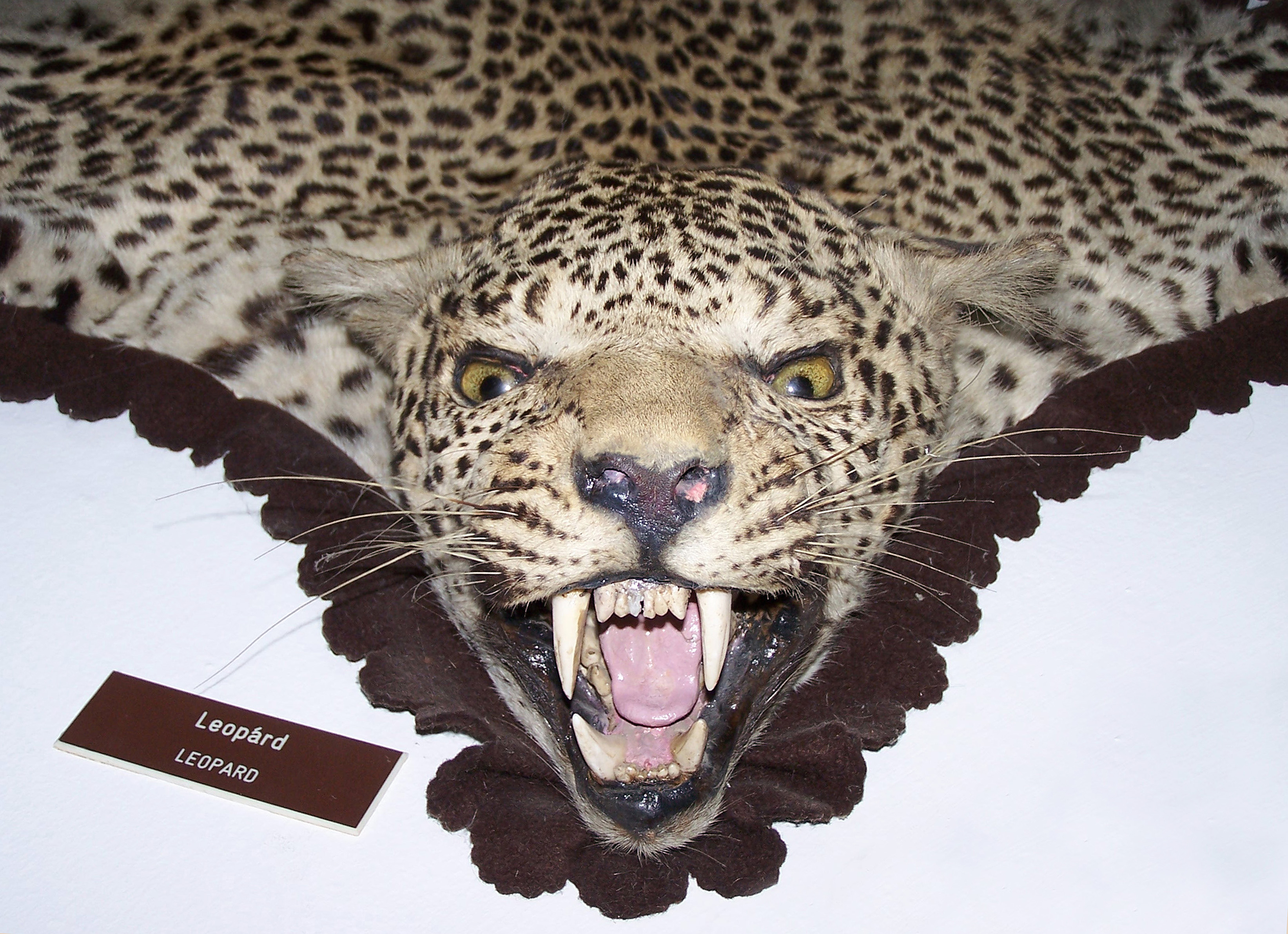 Detail Gambar Hewan Jaguar Nomer 28