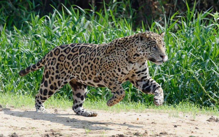 Detail Gambar Hewan Jaguar Nomer 35