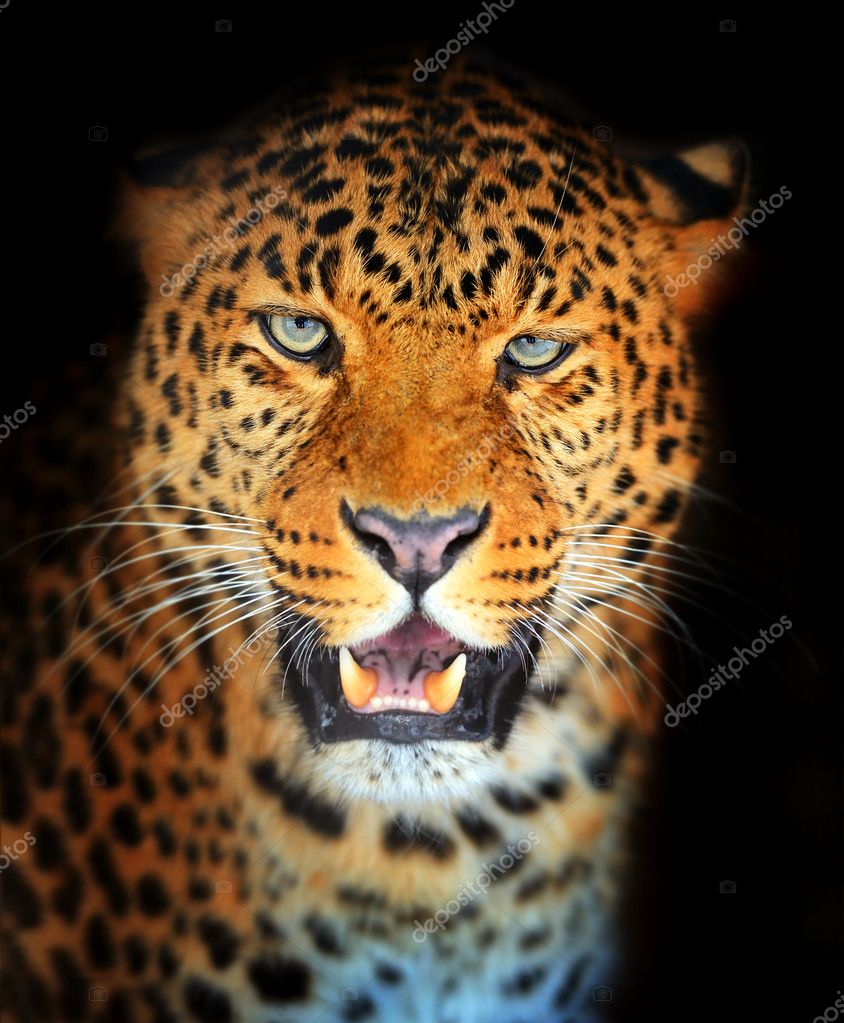 Detail Gambar Hewan Jaguar Nomer 43