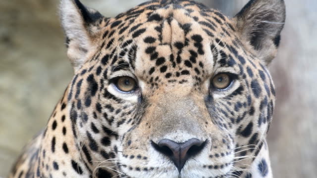 Detail Gambar Hewan Jaguar Nomer 50