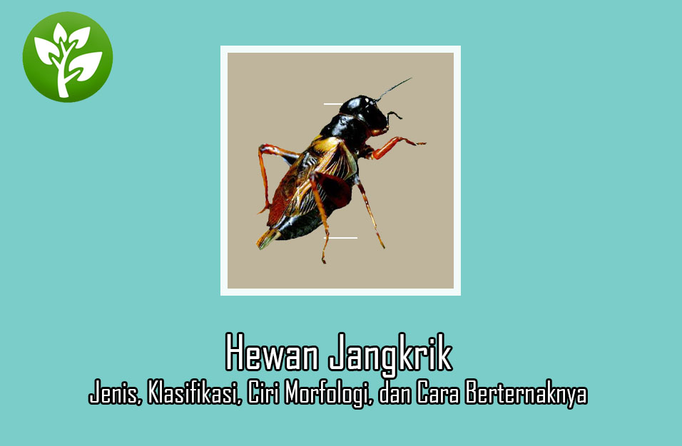 Detail Gambar Hewan Jangkrik Nomer 49