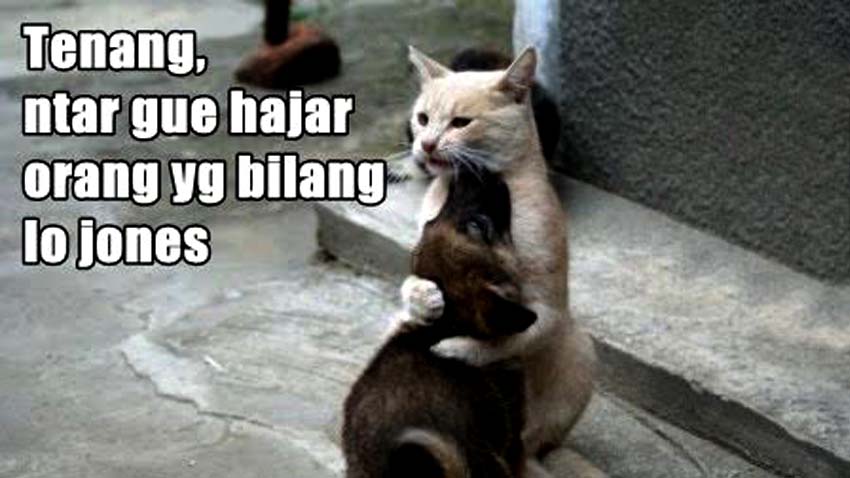 Gambar Hewan Kata Kata Lucu - KibrisPDR