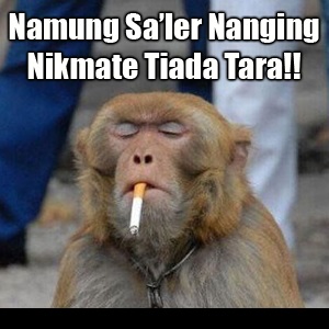 Detail Gambar Hewan Kata Kata Lucu Nomer 11