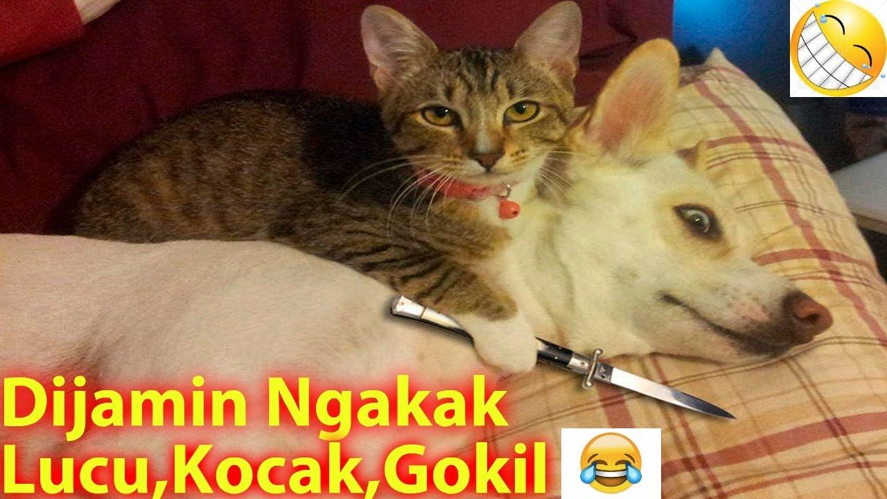Detail Gambar Hewan Kata Kata Lucu Nomer 12