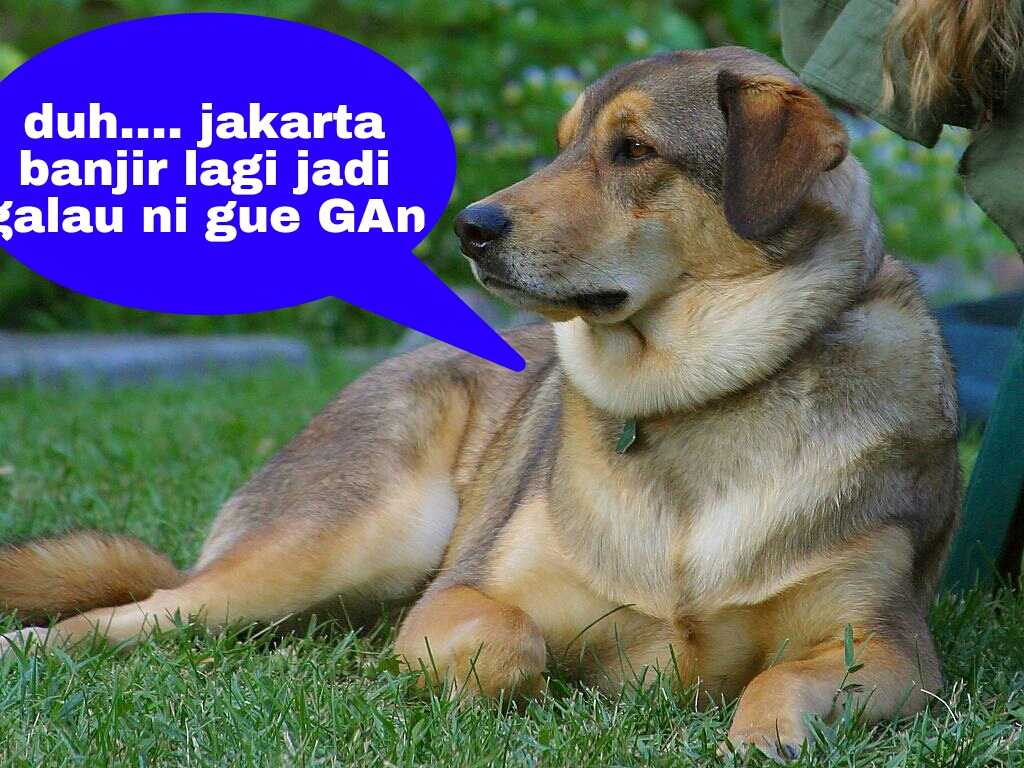 Detail Gambar Hewan Kata Kata Lucu Nomer 13