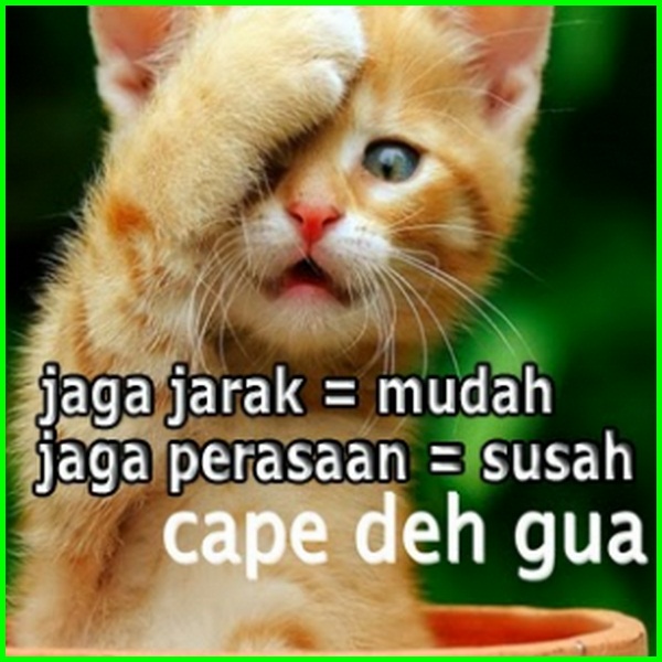 Detail Gambar Hewan Kata Kata Lucu Nomer 15