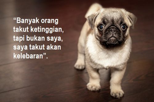 Detail Gambar Hewan Kata Kata Lucu Nomer 24