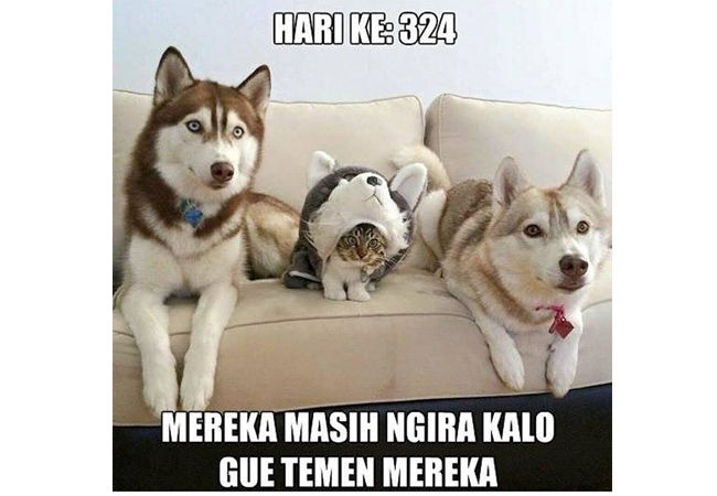 Detail Gambar Hewan Kata Kata Lucu Nomer 26