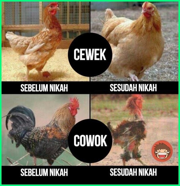 Detail Gambar Hewan Kata Kata Lucu Nomer 27