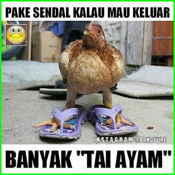 Detail Gambar Hewan Kata Kata Lucu Nomer 28
