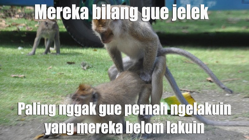 Detail Gambar Hewan Kata Kata Lucu Nomer 30