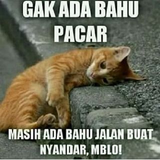 Detail Gambar Hewan Kata Kata Lucu Nomer 36