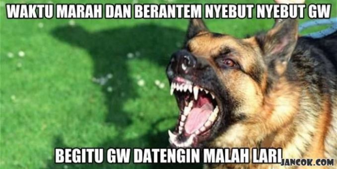 Detail Gambar Hewan Kata Kata Lucu Nomer 39