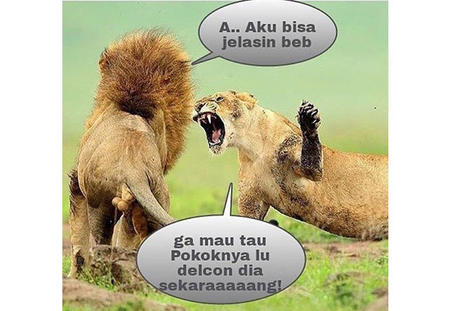 Detail Gambar Hewan Kata Kata Lucu Nomer 7