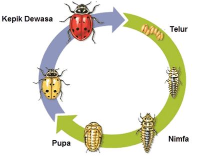 Detail Gambar Hewan Kepik Nomer 19