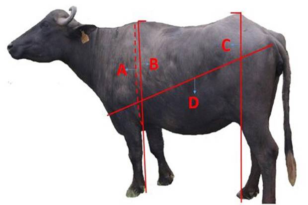 Detail Gambar Hewan Kerbau Nomer 19