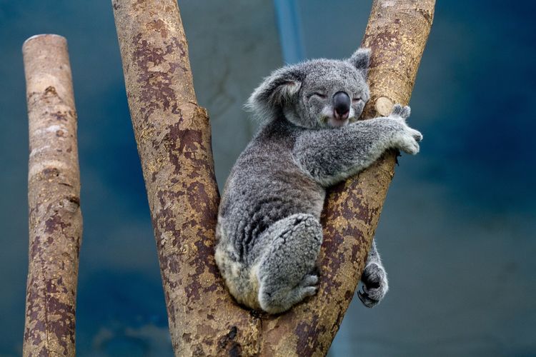 Gambar Hewan Koala - KibrisPDR