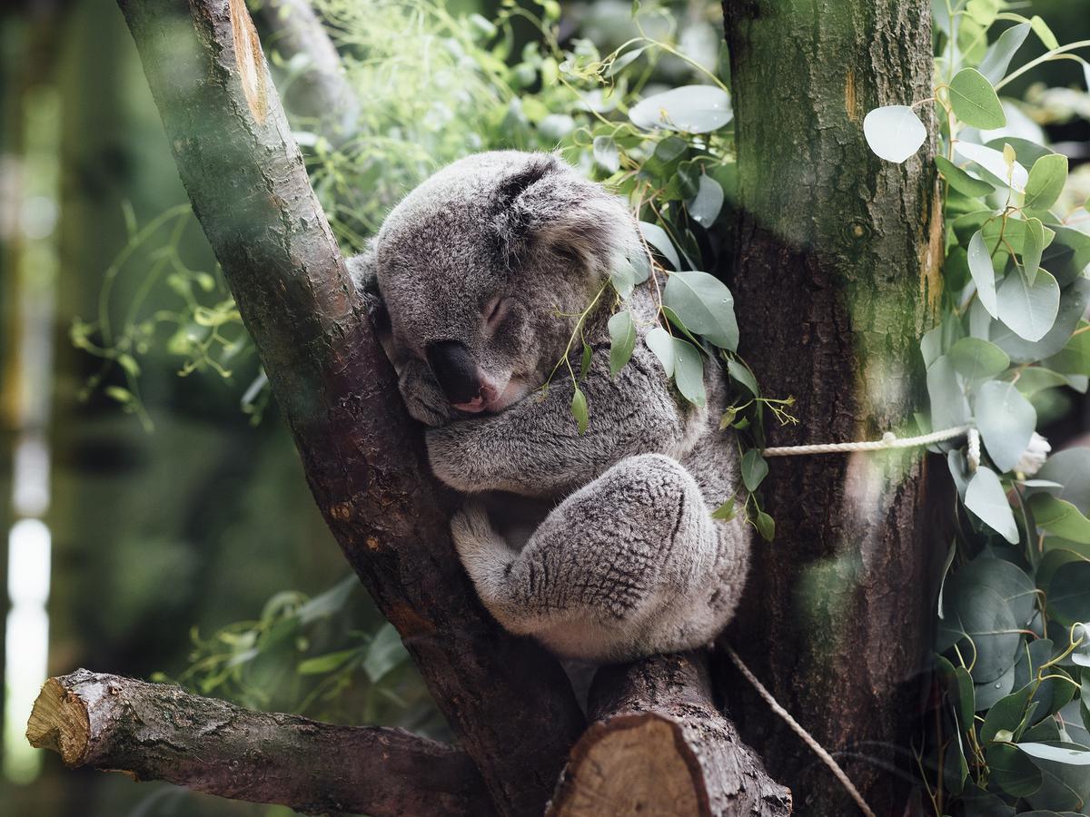 Detail Gambar Hewan Koala Nomer 33