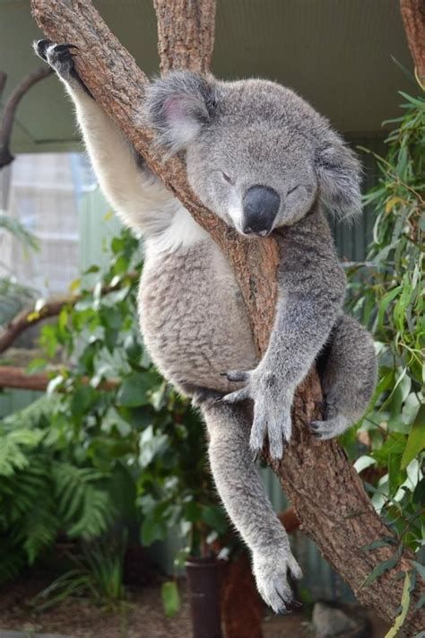 Detail Gambar Hewan Koala Nomer 36