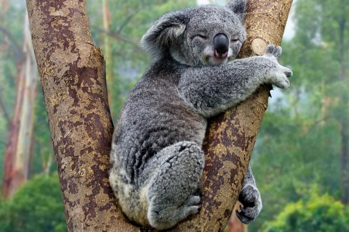 Detail Gambar Hewan Koala Nomer 8