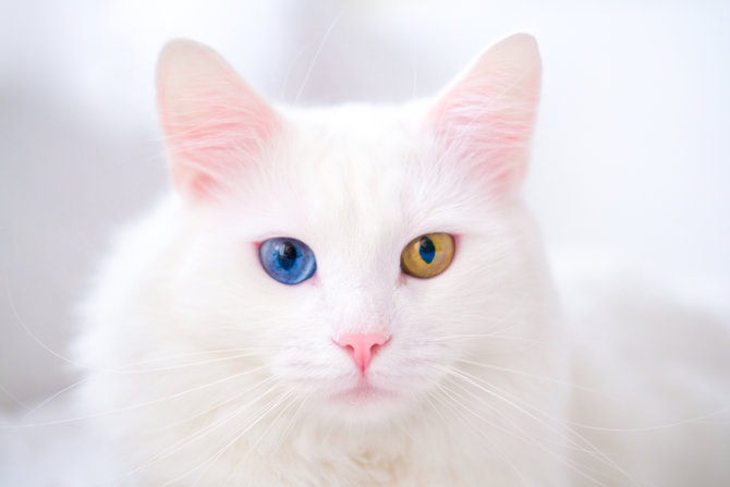 Gambar Hewan Kucing Anggora - KibrisPDR