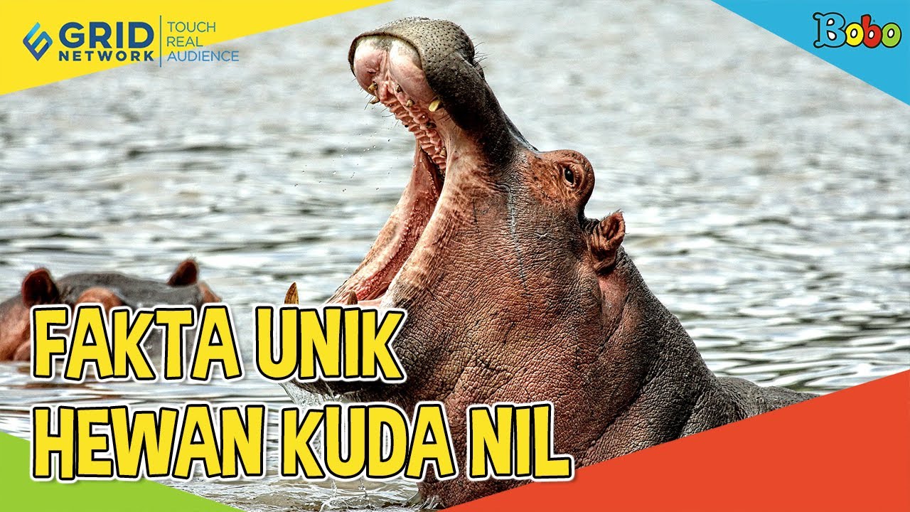 Detail Gambar Hewan Kuda Nil Nomer 48