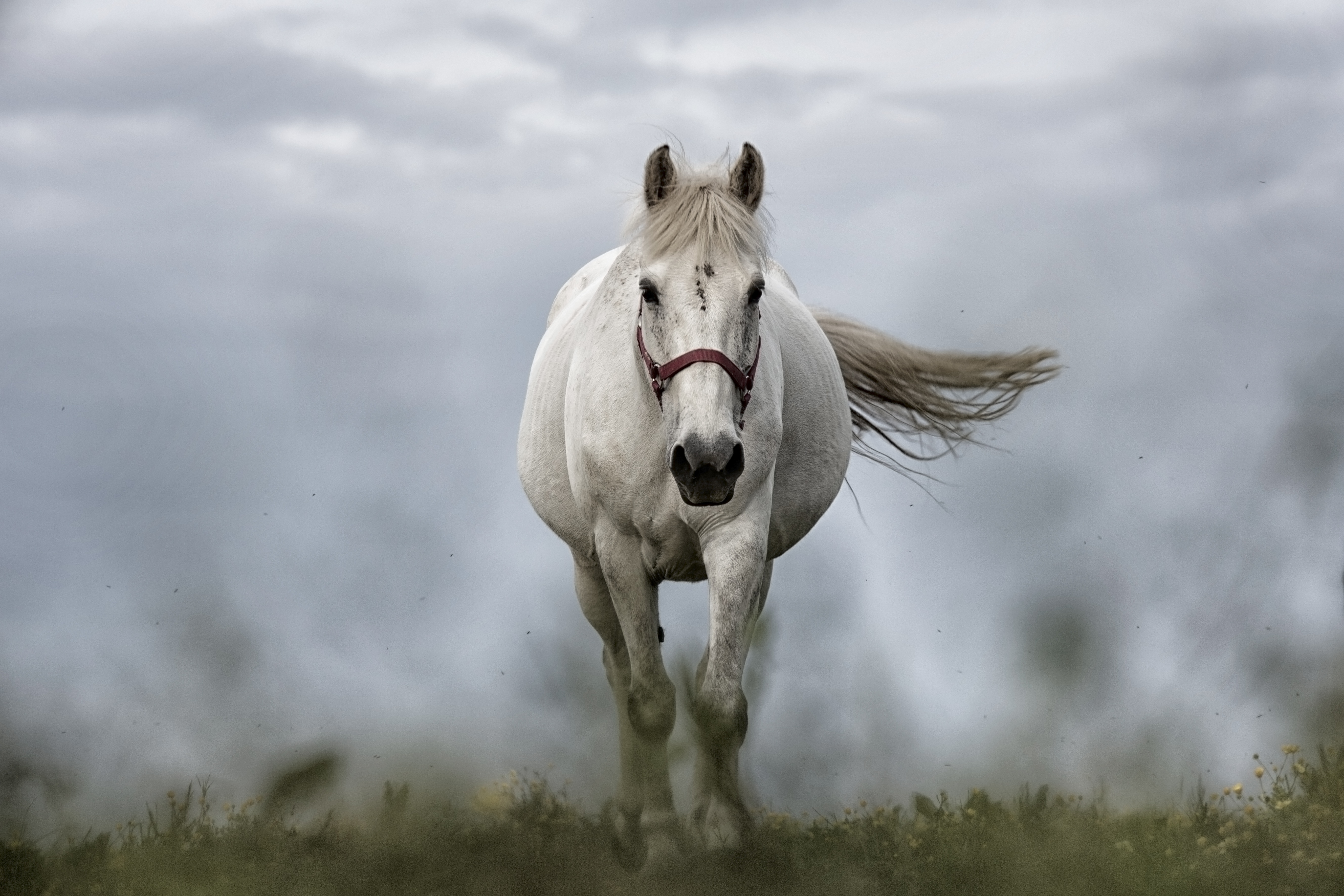 Detail Gambar Hewan Kuda Putih Nomer 28